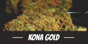 Kona Gold