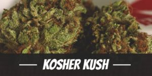 Kosher Kush