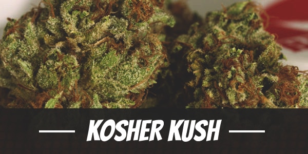 Kosher Kush