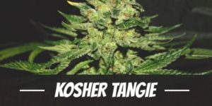 Kosher Tangie