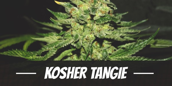 Kosher Tangie