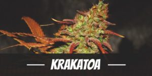 Krakatoa
