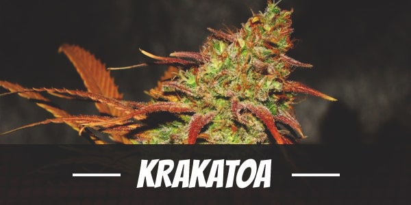 Krakatoa