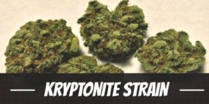 Kryptonite Strain