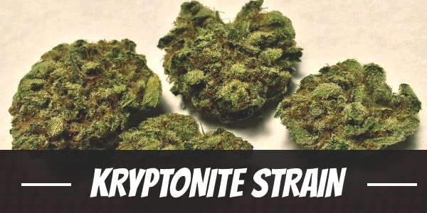 Kryptonite Strain
