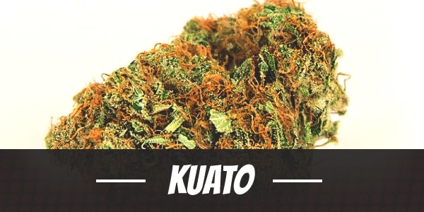 Kuato