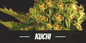 Kuchi