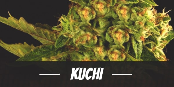 Kuchi