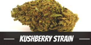 Kushberry Strain