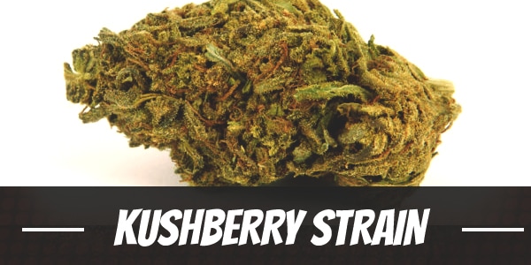 Kushberry Strain