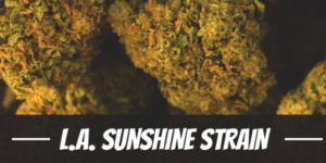 L.A. Sunshine Strain