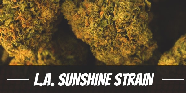 L.A. Sunshine Strain