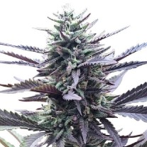 LA Confidential Strain