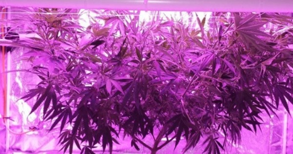 LED grow light cannabis