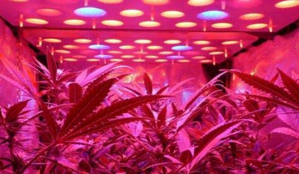 LED Cannabis plants