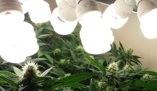 LED Grow Light