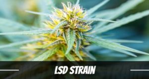 LSD Strain