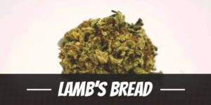 Lamb’s Bread