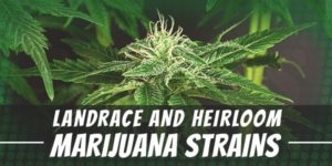 Landrace and Heirloom Marijuana Strains