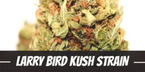 Larry Bird Kush Strain