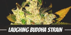 Laughing Buddha Strain