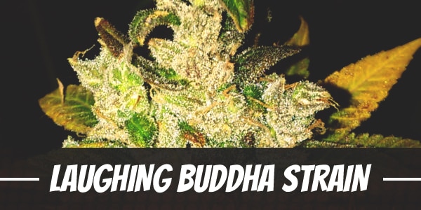 Laughing Buddha Strain