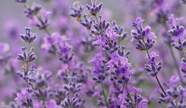 Lavender