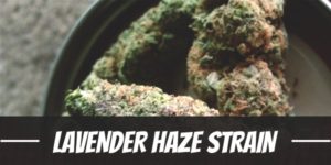 Lavender Haze Strain