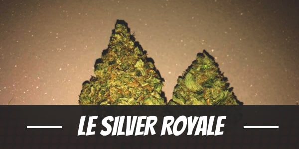 Le Silver Royale