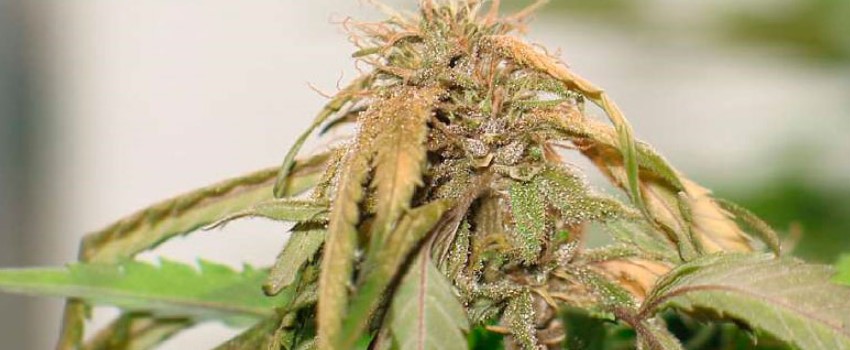 Leaf Symptoms