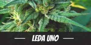 Leda Uno