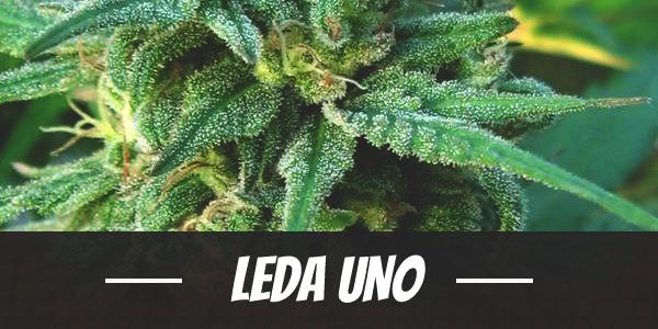 Leda Uno