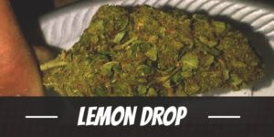 Lemon Drop