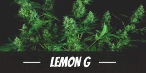 Lemon G