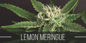 Lemon Meringue Strain Review