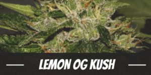 Lemon OG Kush