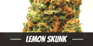 Lemon Skunk