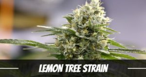 Lemon Tree Strain