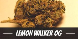 Lemon Walker OG