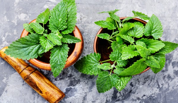 Lemon balm in pots