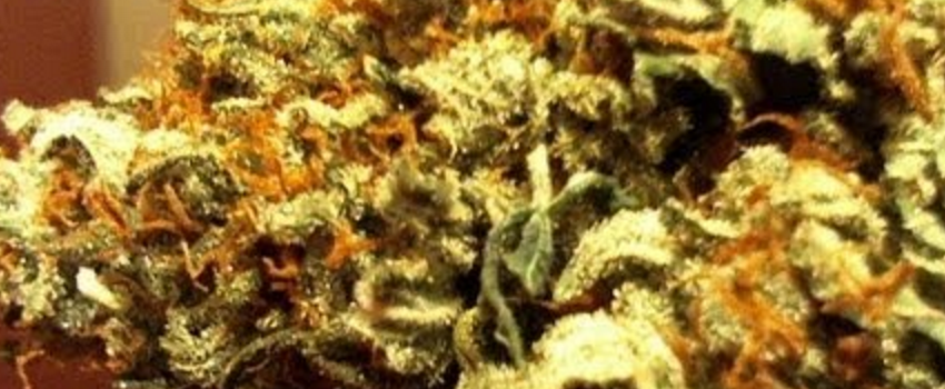 Lemon_GMedical