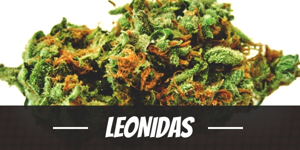 Leonidas