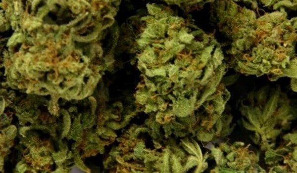 Liberty Haze Adverse Reactions