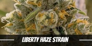 Liberty-Haze-Strain