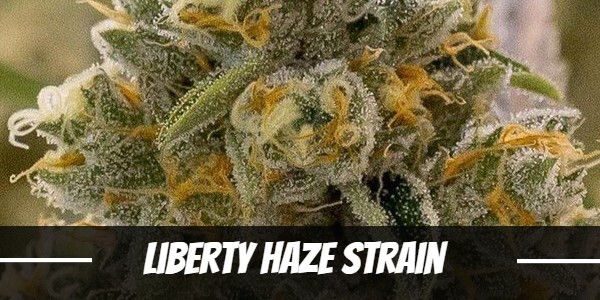 Liberty-Haze-Strain
