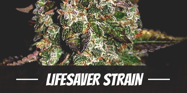 Lifesaver Strain