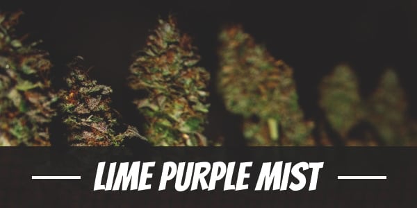 Lime Purple Mist