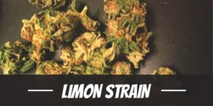 Limon Strain