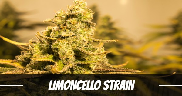 Limoncello Strain
