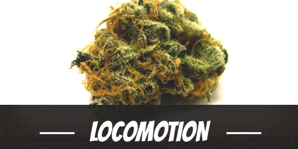 Locomotion